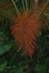 Prestoea