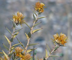 Chuquiraga avellanedae