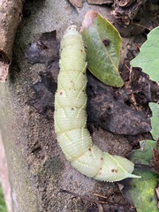 Marumba