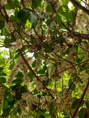 Derris scandens