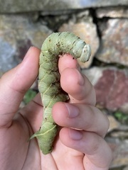 Marumba
