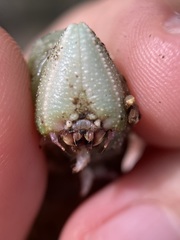 Marumba