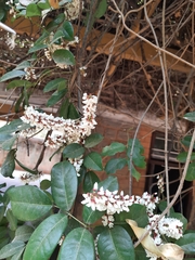 Derris scandens