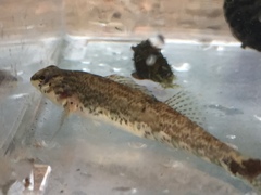 Etheostoma coosae