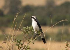 Lanius excubitoroides