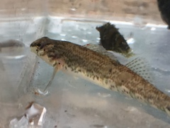Etheostoma coosae