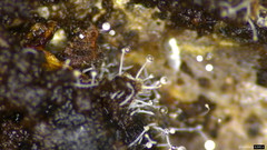 Gloiosphaera