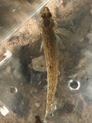 Etheostoma coosae