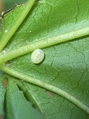 Cypoides chinensis