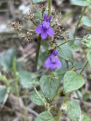 Sairocarpus pusillus