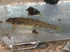 Etheostoma coosae