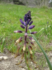 Bellevalia trifoliata