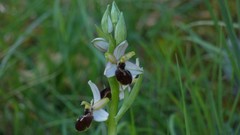 Ophrys exaltata