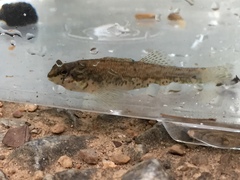 Etheostoma coosae