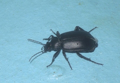Calosoma maderae