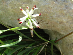 Fumaria flabellata