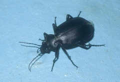 Calosoma maderae