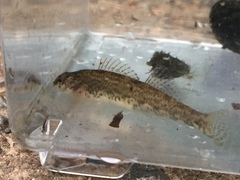 Etheostoma coosae