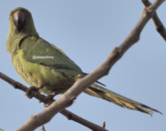 Psittacula krameri krameri