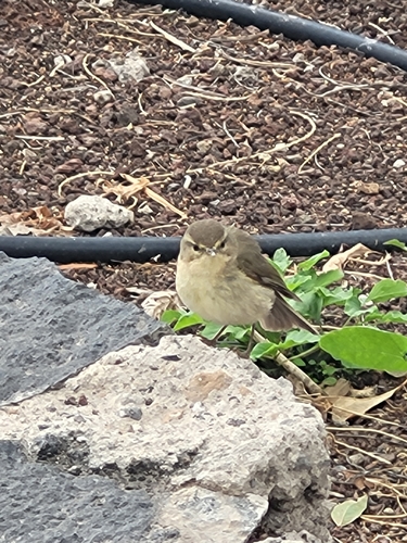 Mosquitero canario (Phylloscopus canariensis)