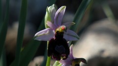 Ophrys bertolonii