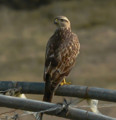 Buteo rufinus cirtensis