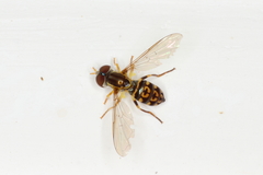 Toxomerus virgulatus