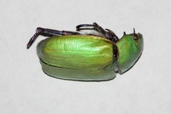 Chrysina beyeri
