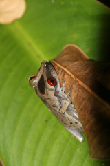 Hylidae