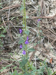 Sairocarpus pusillus