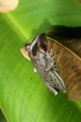 Hylidae