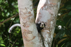 Callithrix geoffroyi