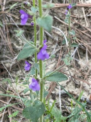 Sairocarpus pusillus