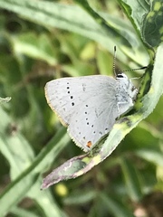 Satyrium sylvinus dryope
