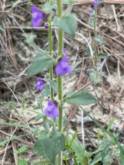 Sairocarpus pusillus
