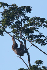 Bradypus variegatus variegatus