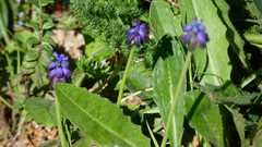 Muscari commutatum