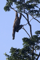 Bradypus variegatus variegatus