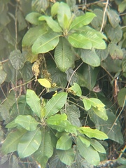 Ramphocelus flammigerus icteronotus