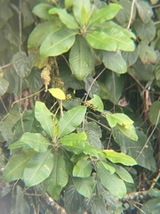 Ramphocelus flammigerus icteronotus
