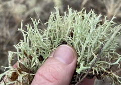 Cladonia terrae-novae