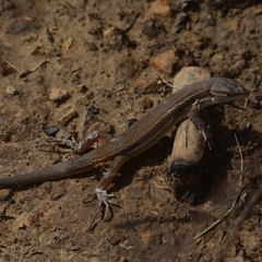 Psammodromus algirus