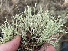 Cladonia terrae-novae