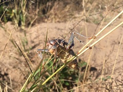 Acanthoplus discoidalis