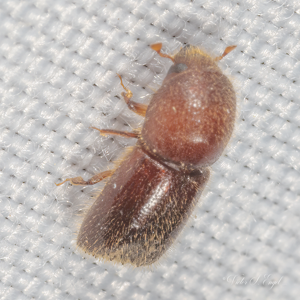 Xyleborus horridus