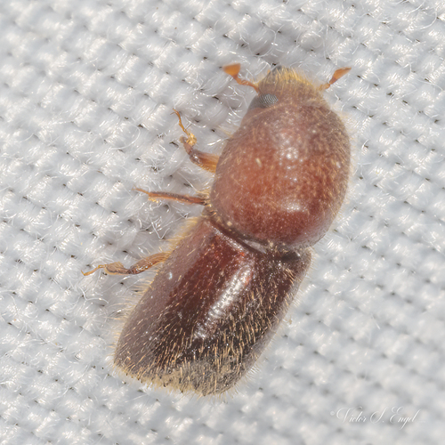 Xyleborus horridus
