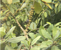 Thraupis palmarum