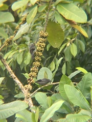 Thraupis palmarum
