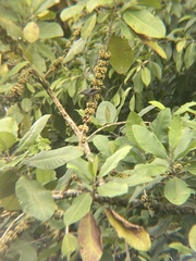 Thraupis palmarum