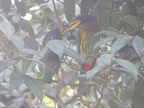 Grote baardvogel (Psilopogon virens)